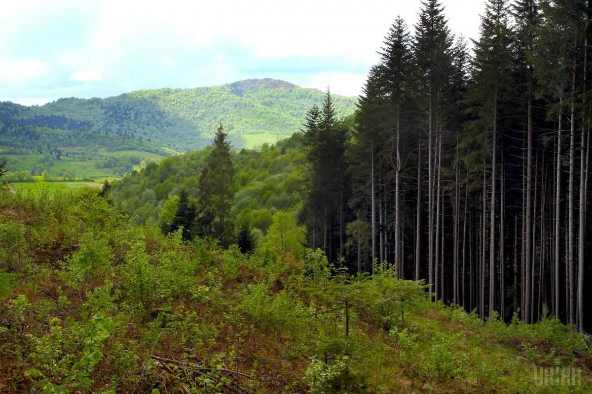 На Хмельниччині користувачі лісових ресурсів наповнюватимуть бюджет вдвічі більше