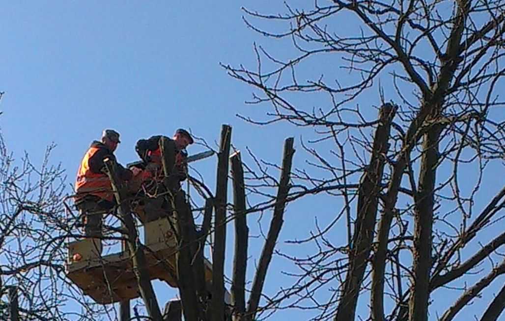 У хмельницькому парку омолоджують дерева і борються з птахами