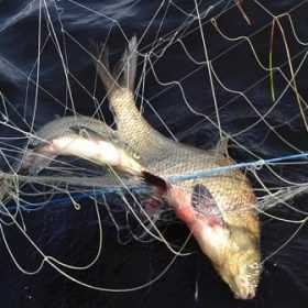 За десять днів на Хмельниччині вилучили 172 кг незаконно добутої риби