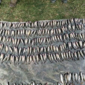 На Хмельниччині рибні браконьєри завдали збитків на понад 270 тис. грн