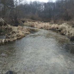 Екологи зафіксували різке зниження рівня кисню в річці Хомора на Хмельниччині