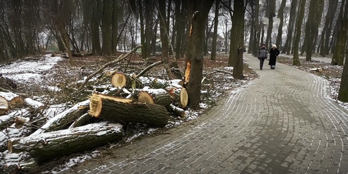 Стан омолоджених дерев у парку Хмельницького відстежуватимуть екологи