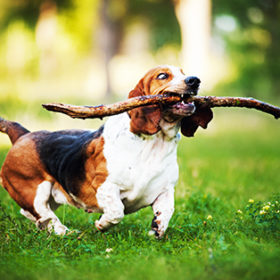 cute funny dog running on the grass with stick
