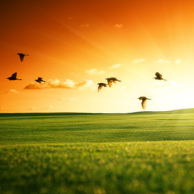 Field of grass and flying birds