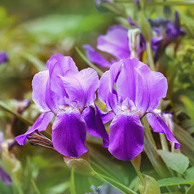Nice summer violet irises in green garden