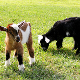 Two baby goats on a farm are outside grazing and eating grass.