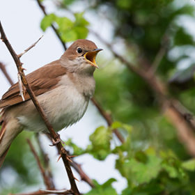 Nightingale (Luscinia megarhynchos) singing in a thorny thicket in Pulborough Brooks nature reserve, April