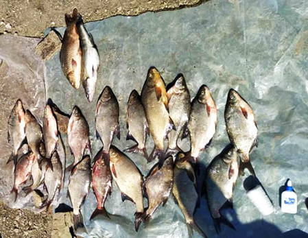 риба барконьєри