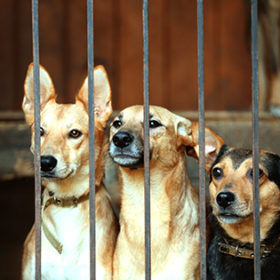 Homeless dogs in animal shelter cage