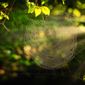 Spiderweb at sunrise light in the forest