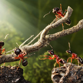 team of ants