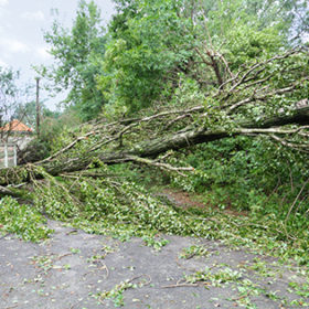 Damaged fallen tree on a rural road after a strong storm
