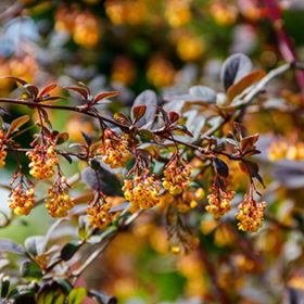 Yellow flowering plant of Thunberg's barberry (Berberis thunbergii), also known as the Japanese barberry, or red barberry. Barberry shrub in park blooms with yellow flowers