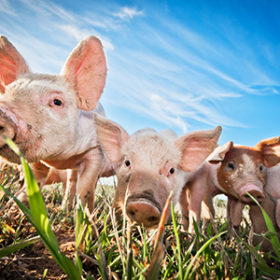 Three small pigs standing on a pigfarm