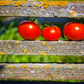 Three ripe tomatoes lying on the fence