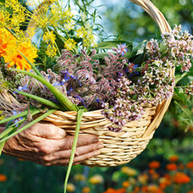 Human hands showing a basket with fresh organic herbs