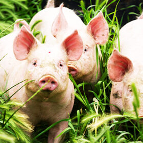 Little three pigs on the field in summer