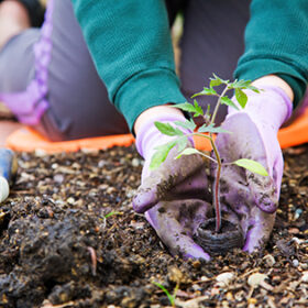 Closeup image of woman's hands in gardening gloves planting tomato