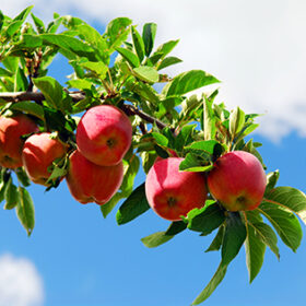 Red ripe apples on apple tree branch, blue sky background
