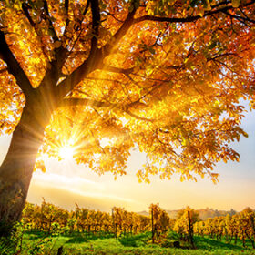 Gold tree on a vineyard with blue sky and the autumn sun shining warmly through its leaves