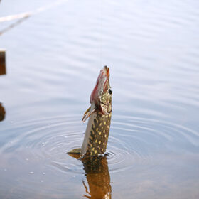 Real pike in water hanging on fishing line