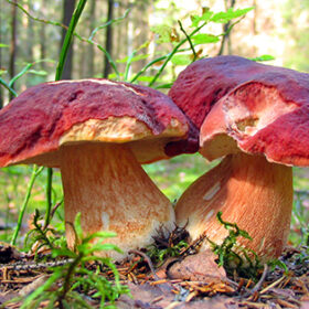 Two big mushrooms (Boletus edulis) in autumn forest
