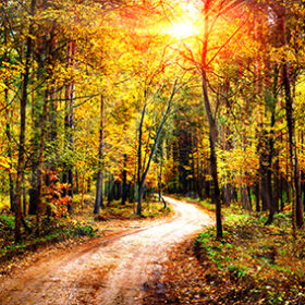 Autumn forest landscape on sunny bright day. Vivid sunbeams through trees in forest. Colorful nature at fall season