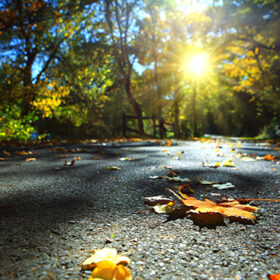 Yellow leaves on a gray asphalt. Blurred autumn trees background.