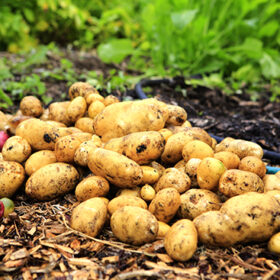 View of just gathered organic potatoes on the ground