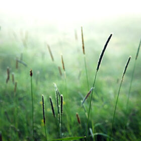 Close up of grass on a field in a misty morning