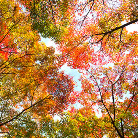 The warm autumn sun shining through colorful treetops, with beautiful bright blue sky.