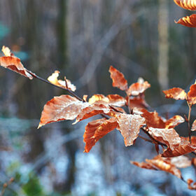 Red frozen beech leaves in the snowy winter forest