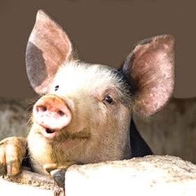 найбільше поголів’я свиней утримують в Хмельницькому районі