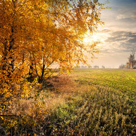 Autumn field and yellow leaves on the trees