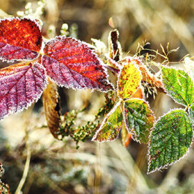 Frozen blackberry autumn leaves, seasonal vintage winter background, macro image