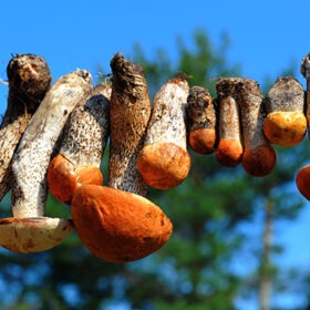 Some dried cepe mushrooms hanging on the rope