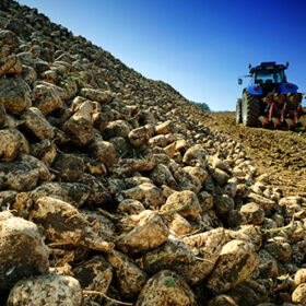 Agricultural vehicle harvesting sugar beet on cultivated field