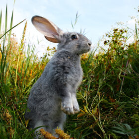 Image of cautious rabbit standing in green grass in summer