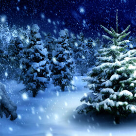 Outdoor night shot of a nice fir tree in thick snow, for the perfect Christmas mood