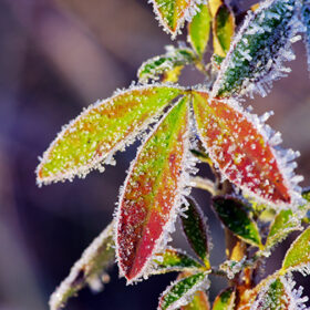 Frost leaves, frozen leaves at the morning.