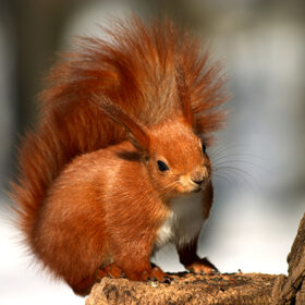 red squirrel in winter fur on the tree stub