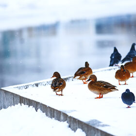 Ducks are walking by the stream in winter