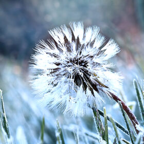 A dandelion seed head with a coating of frost in the morning.