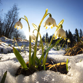 Snow melts with the arrival of the heat in the forests of the Carpathian Ukraine there are the first delicate flowers primroses snowdrops grow near creeks, swamps to wet soils are listed in the Red Book