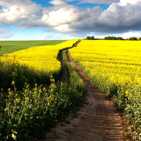 Ground Road in Flowering Field, beautiful countryside, sunny day