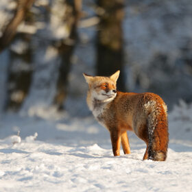 A photo of Fox in the snow