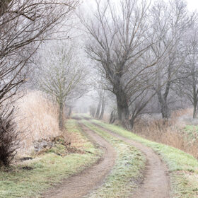 Dirt road in winter. There are frosted trees along the side of the road. There is fog in the background.