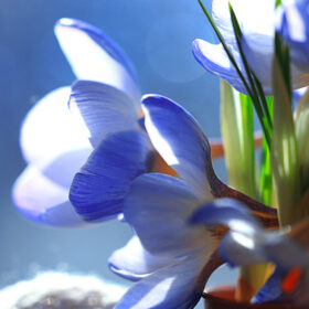 tender spring flowers wild