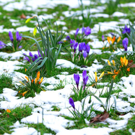 Colorful crocuses and snow