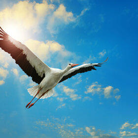 White stork flying in the sky on background of the sun.